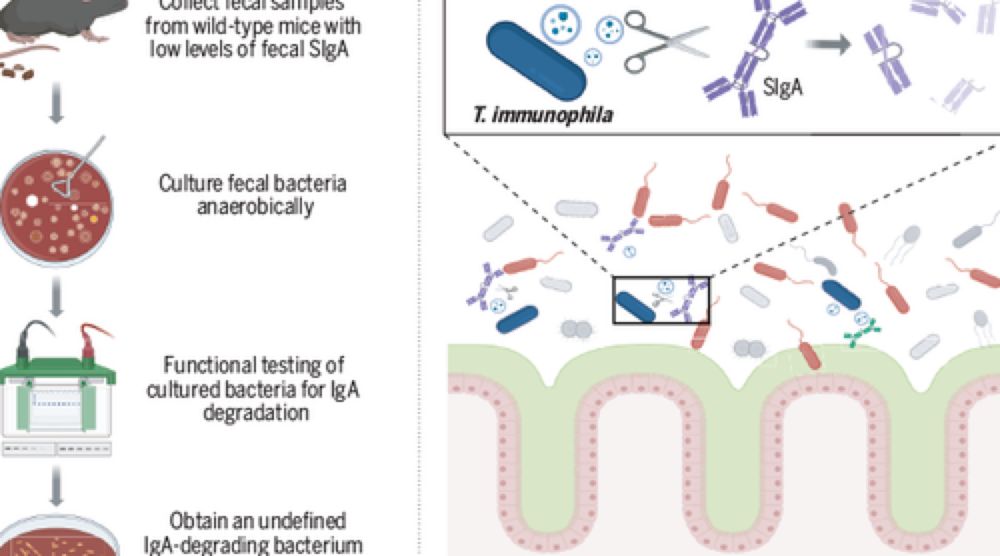 Science Magazine - A host-adapted auxotrophic gut symbiont induces mucosal immunodeficiency