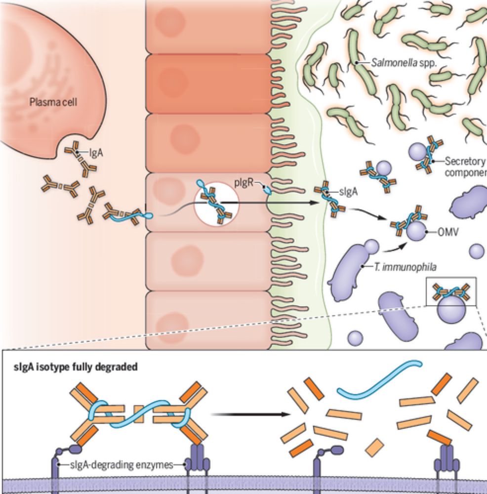 Science Magazine - Microbial hoolIgAn dismantles gut defenses