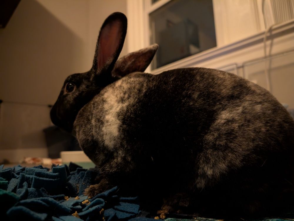 Blanche, a black bunny with white stripes