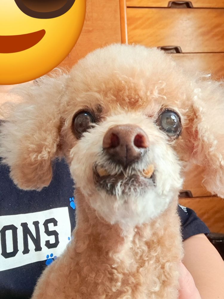 元々しゃくれ気味だったけど鬼瓦みたいな歯の出方してる犬