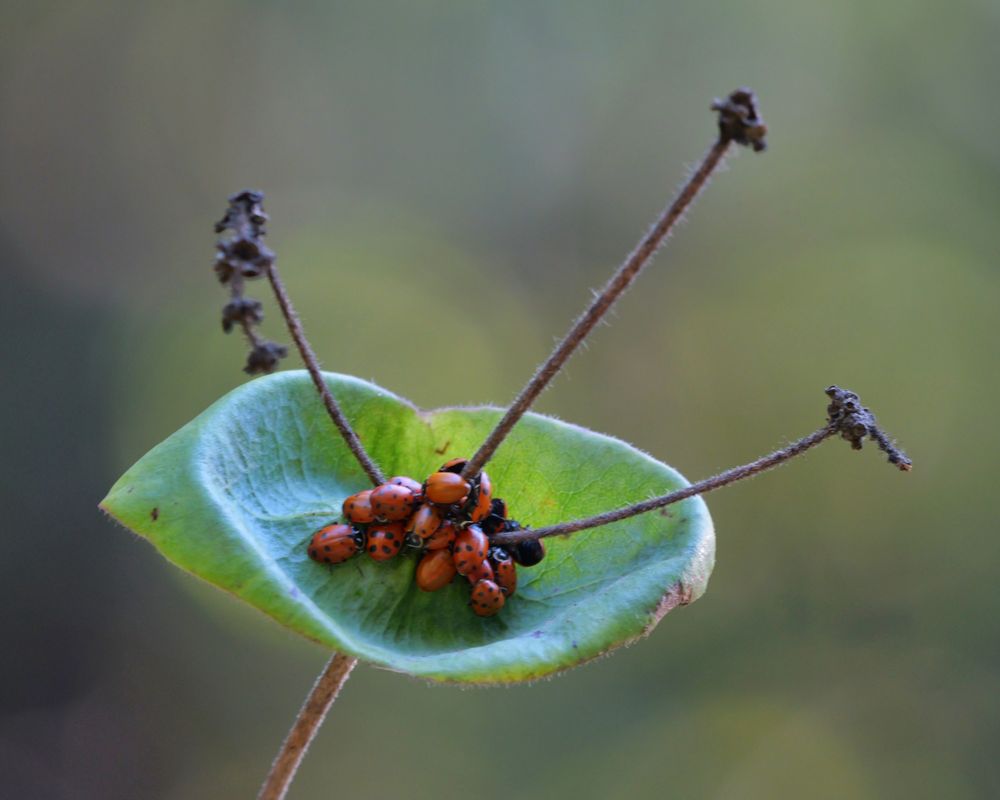 A small cluster of ladybugs huddled together inside a green leaf