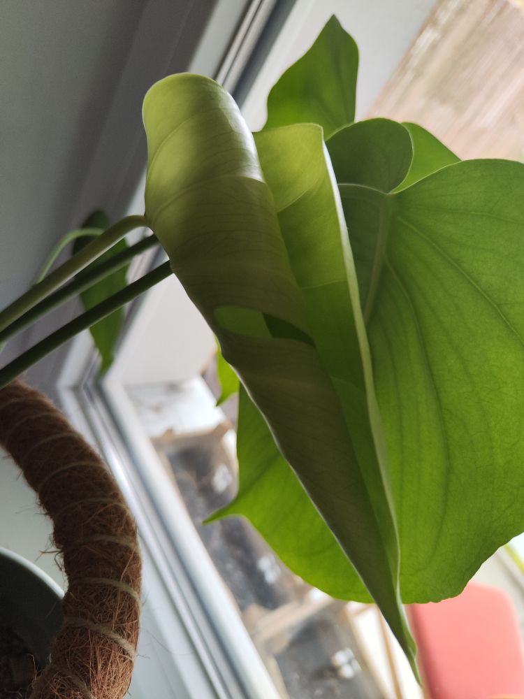 Nahaufnahme Monstera, ein Blatt rollt sich auf und man sieht ein typisches Loch 