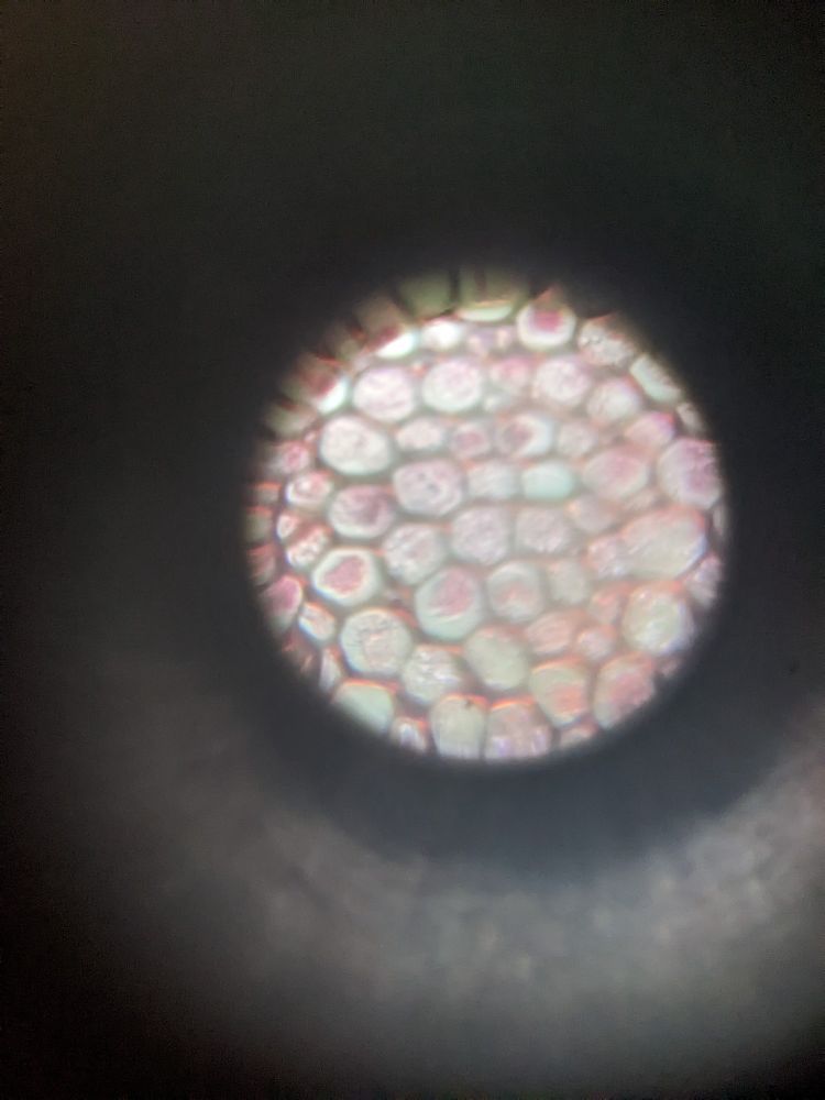 Image of the cellular matrix of fern rhizome, obtained with a foldable microscope and a webcam 