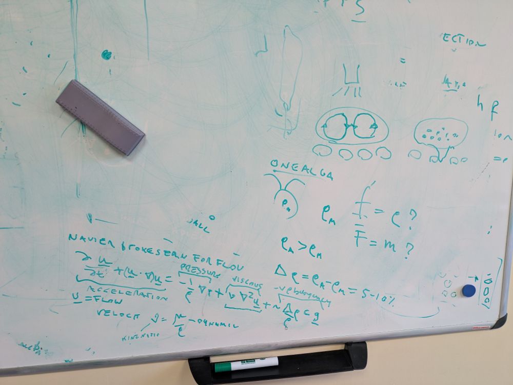 Whiteboard with equations (the navier stokes equation) on it written in green marker pen