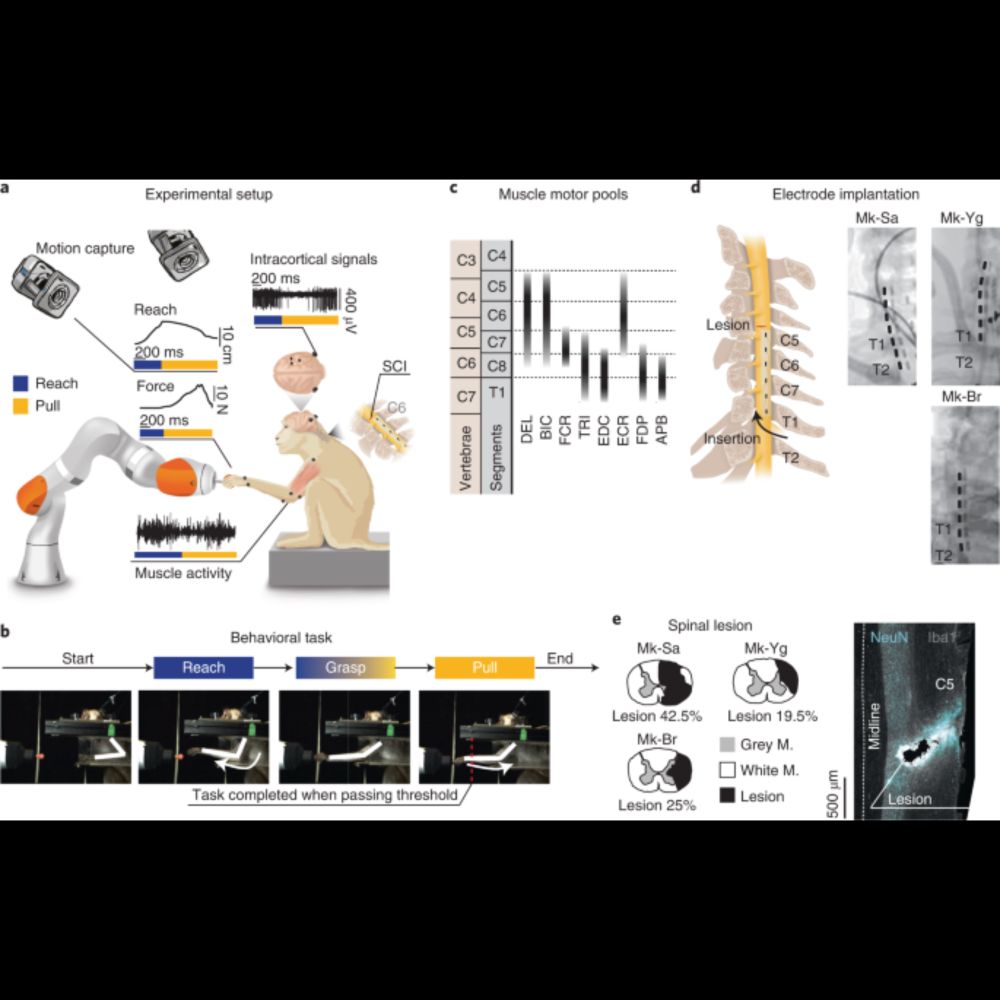 Epidural electrical stimulation of the cervical dorsal roots restores voluntary upper limb control i...