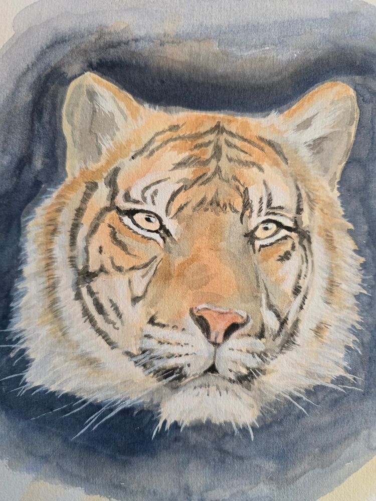 Watercolour sketch of the head of a tiger.