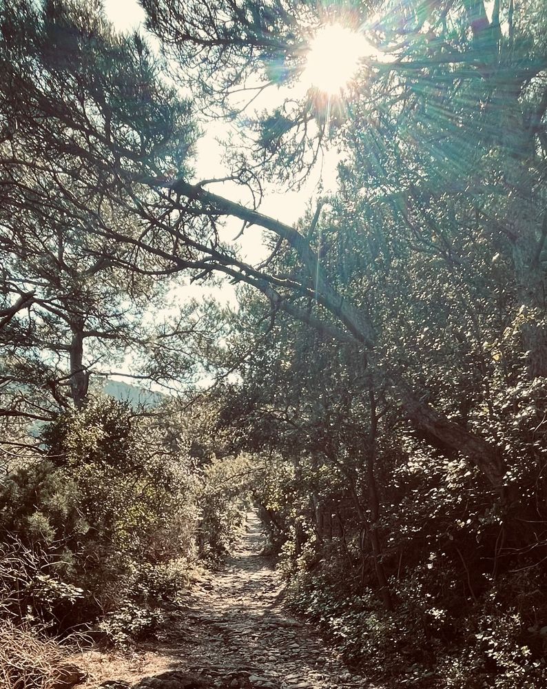A path in thick shrubbery 