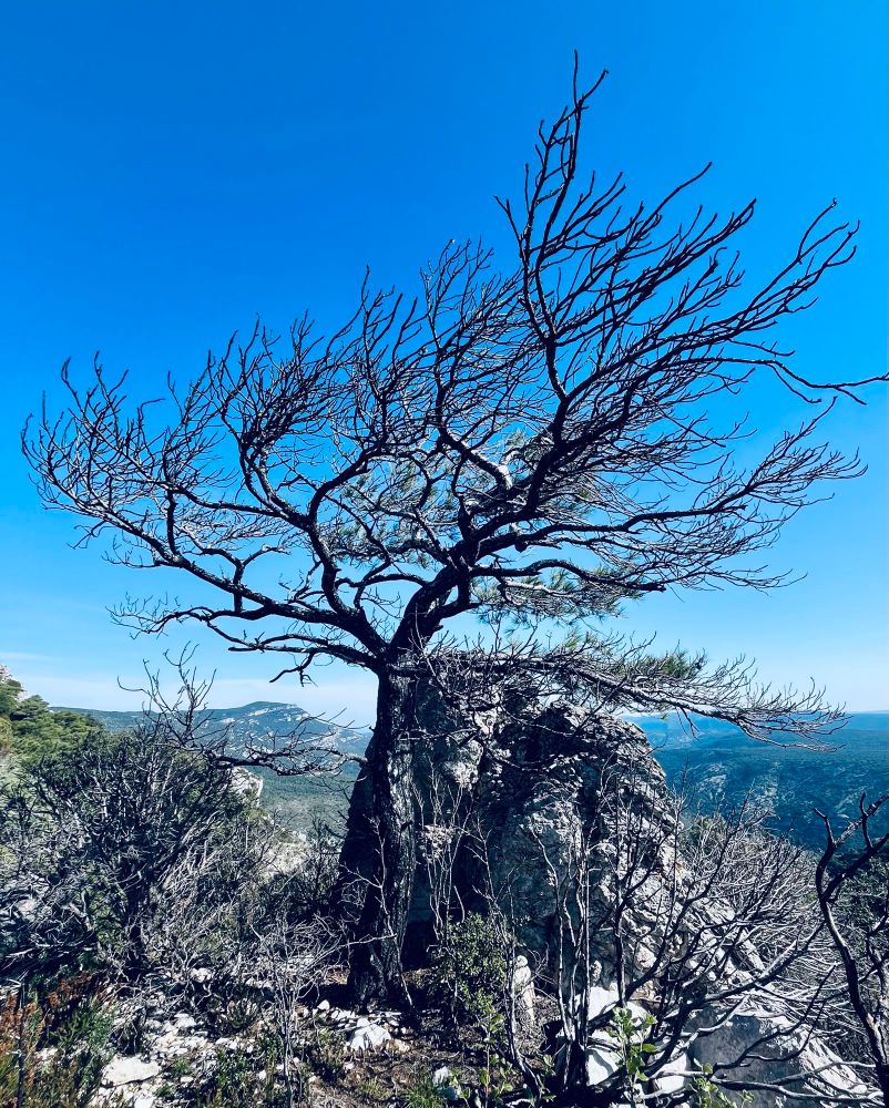 A barren tree against the blue sky on a mountain top
