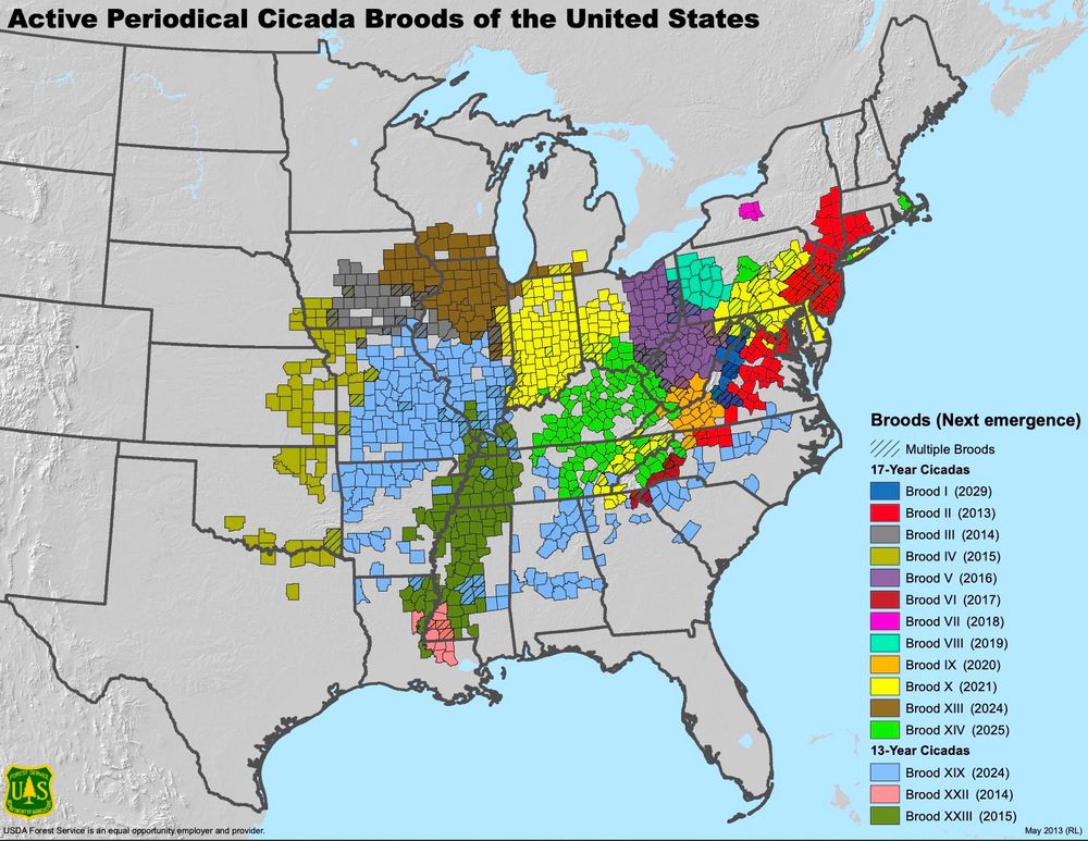Map of eastern US and Great Lakes shows the distribution of periodical cicada broods
