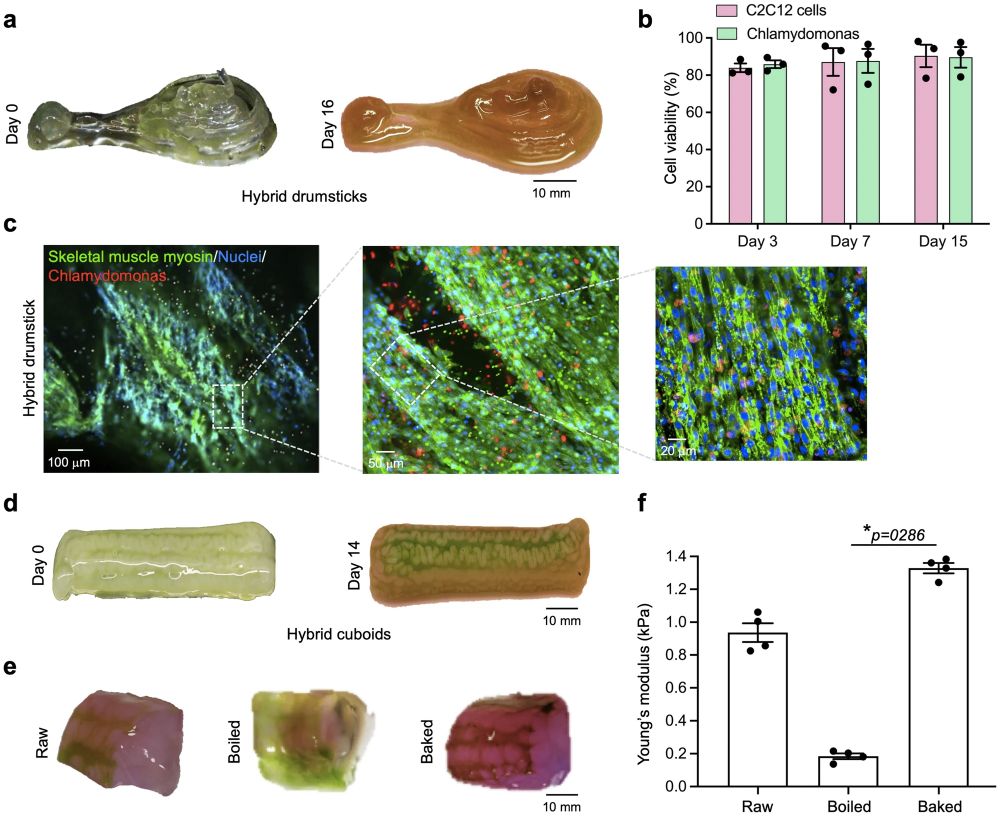 Fig. 6. 3D-bioprinted hybrid food.

a) Photographs showing 3D hybrid drumsticks on day 0 and day 16, bioprinted with C2C12 cell- and Chlamydomonas cell-bioinks. 
b) Viability values of bioprinted C2C12 cells and Chlamydomonas cells within the hybrid drumsticks, assessed over the 15-day culture period at 37 °C. Data are presented as themean values ± SEMs (n = 3 independent samples, each obtained from a separate bioprinting run). 
c) Fluorescence confocal micrographs showing the expression of skeletal muscle myosin (green) by C2C12 cells and Chlamydomonas cells with red autofluorescence of chlorophyll on day 16, within bioprinted hybrid drumsticks. 
d) Photographs of bioprinted hybrid cuboids at day 0 and day 14, using C2C12 cell- and Chlamydomonas cell-bioinks. 
e) Photographs of cut pieces of bioprinted hybrid cuboids on day 21, used for cooking studies. 
f) Comparison of mechanical properties of hybrid food before and after cooking on day 21. Data are presented as the mean values ± SEMs (n = 4 independent samples, each obtained from a separate bioprinting run) and a two-tailed paired t-test was applied to measure p values.