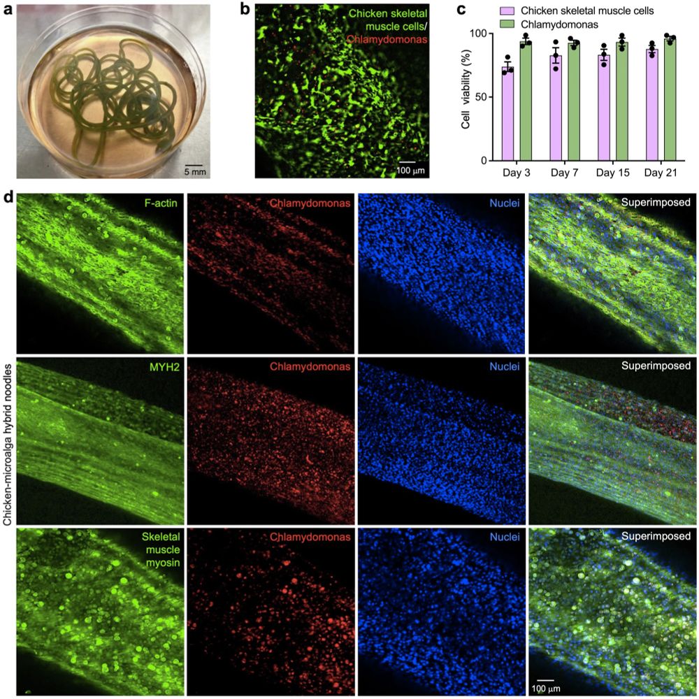 Fig. 7. Chaotic-bioprinted chicken-microalga hybrid noodle.

a) Photograph of hybrid chicken-microalga noodles on day 21, bioprinted with chicken cell- and Chlamydomonas cell-laden bioinks.
b) Fluorescence micrograph showing live chicken cells (green) and Chlamydomonas cells with red autofluorescence of chlorophyll, within the bioprinted hybrid chicken-microalga noodles on day 21.
c) Viability values of chicken cells and Chlamydomonas cells within bioprinted hybrid chicken-microalga noodles, assessed over the 21-day culture period at 37 °C. Data are presented as the mean values ± SEMs (n = 3 independent samples, each obtained from a separate bioprinting run).
d) Fluorescence confocal micrographs showing the expressions of F-actin, MYH2, and skeletal muscle myosin (green) by chicken cells and Chlamydomonas cells with red autofluorescence of chlorophyll, within bioprinted chicken-microalga hybrid noodles on day 21.