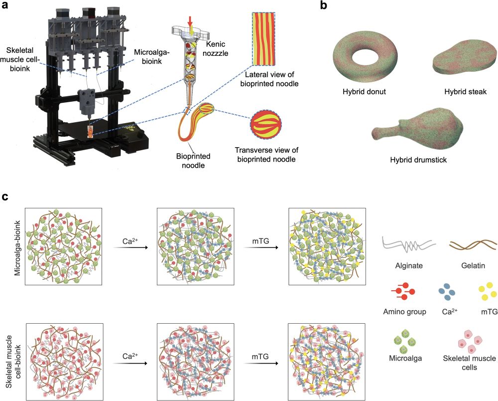Fig. 1. Automated continuous chaotic bioprinting.

a) Schematic illustration showing automated chaotic bioprinting of noodles with internally aligned lamellar microstructures, using the three-element KSM (Kenics static mixer) printhead, with highlighted lateral and transverse views.
b) Schematics of various three-dimensional (3D) hybrid food items, produced by simultaneous chaotic bioprinting of microalgae and muscle cells.
c) Schematic illustration showing bioink designs for microalga and muscle cell-bioprinting.