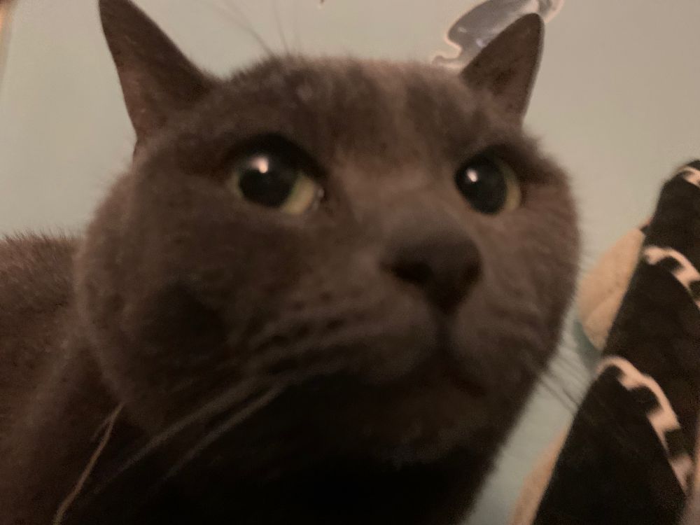 A gray cat sitting in a loaf, staring at you