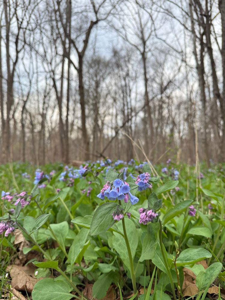 Bluebells started blooming in early spring