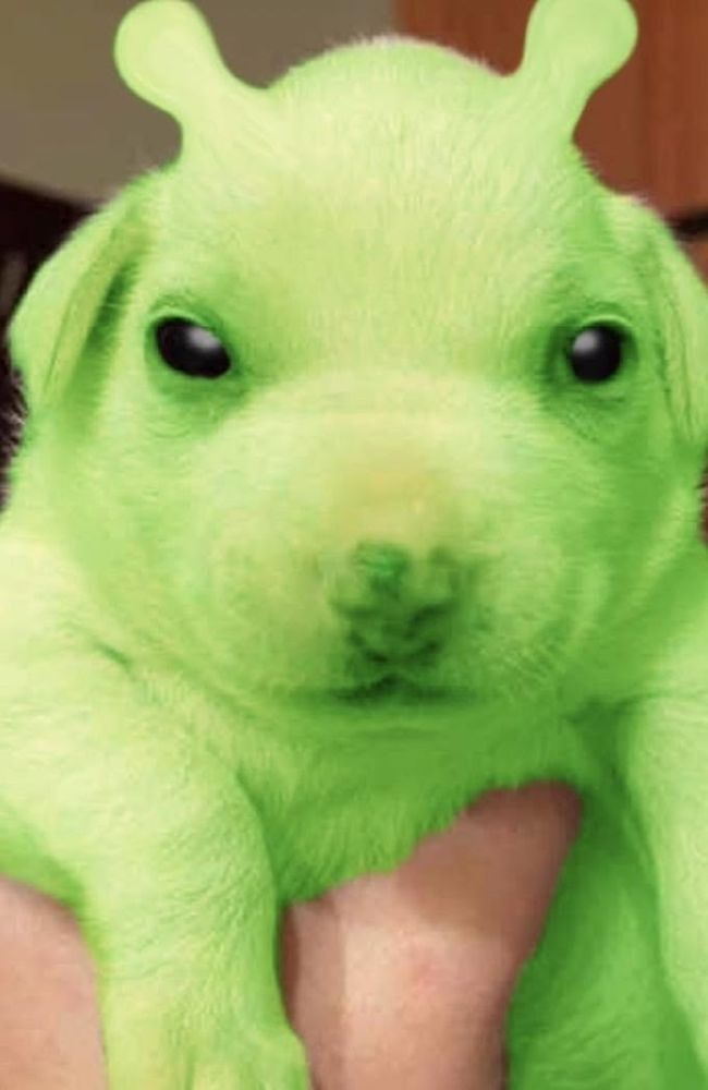 alien dog image