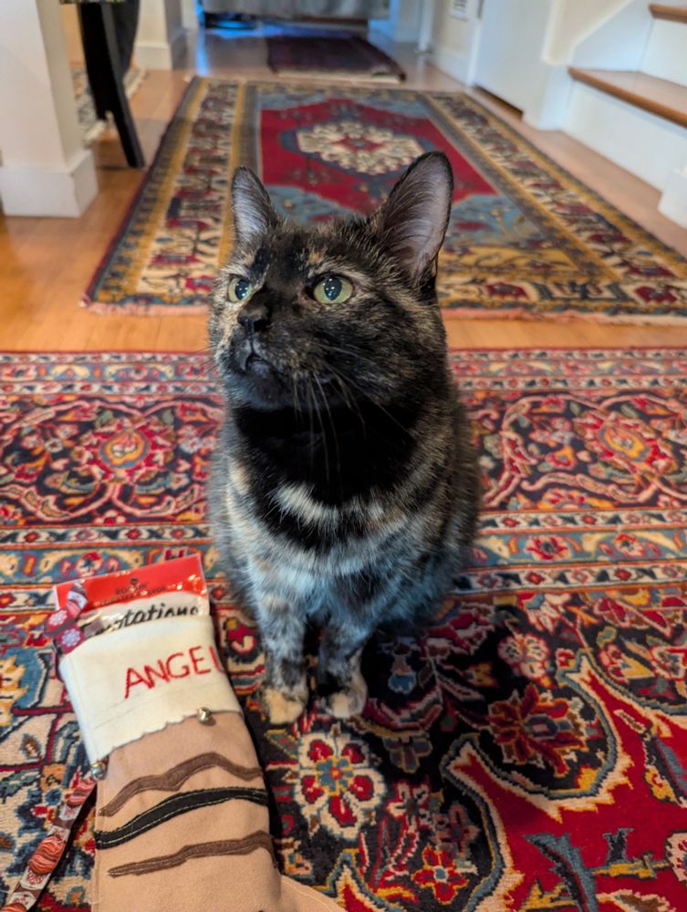A small but big boned tortoiseshell cat sits on a red oriental rug looking up and to the left of the camera. Next to her is a small paw shaped stocking. The stocking has Angel embroidered in red thread at the top. The stocking is brown and has stitched down brown stripes on it, meant to look like tortie cat stripes. There is a package of cat treats sticking out of the top of the stocking. Angel is her first name. Her full name is Angel's Envy, she is named for the Bourbon. 