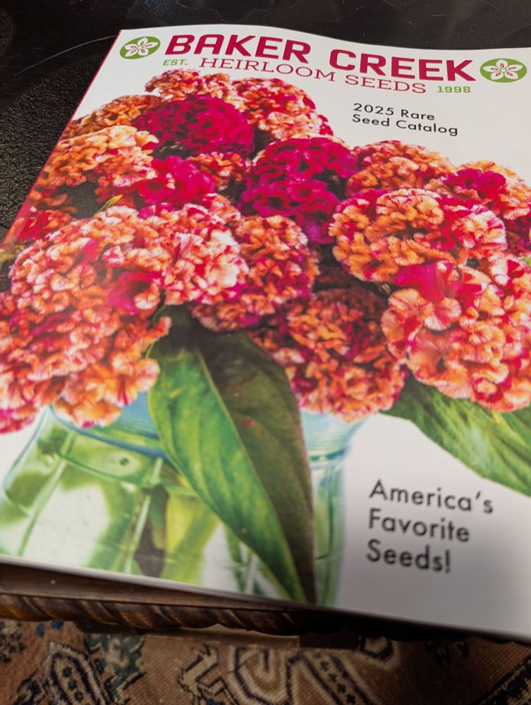 A picture of a seed catalog from Baker Creek Heirloom Seeds. It says "2025 Rare Seed Catalog" on the cover. The picture shows red yellow and orange celosia flowers. 