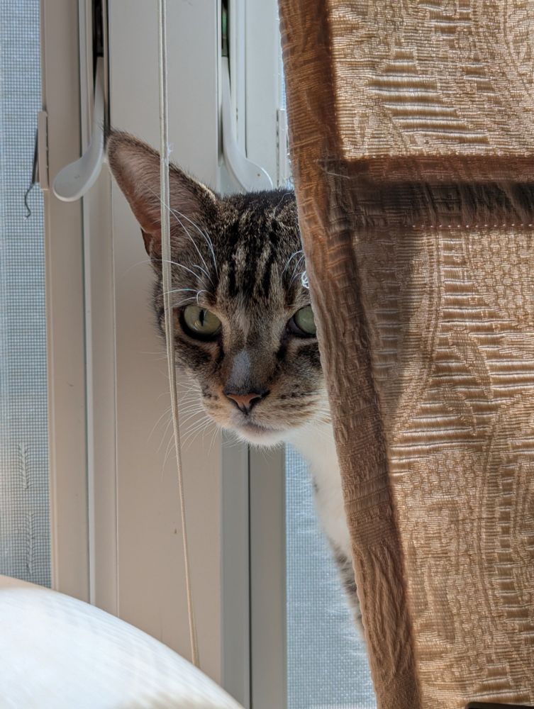 A silver tabby cat with a white smudge on its nose peers out from behind a Roman shade. In its eyes is a deep, coruscating, judgement. What has the picture taken done? What is their crime?
Only the silver tabby knows. 