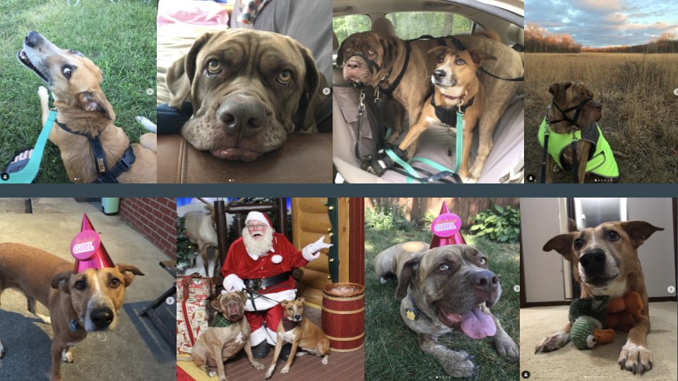 Collage of photos of dogs. Red collie mix smiles over her shoulder up at the camera; mastiff mix  gives major pouty lower lip after being awakened from a nap; mastiff mix acts as a bridge over collie mix in the back seat of a car; mastiff mix wears a bright yellow vest with a sunset and field behind her; collie mix wears a pink party hat that reads "birthday girl"; mastiff mix and collie mix sit next to Santa's feet and Santa smiles and shrugs like "well here we are!"; mastiff mix lies in the grass wearing a pink party hat that reads "birthday girl"; collie mix lays on the carpet with a toy between her front legs. All pictures are adorable. 