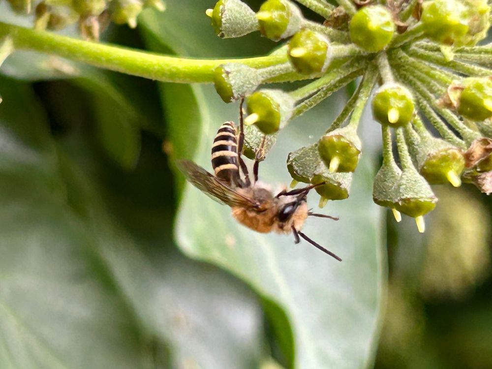 An ivy bee on ivy in Sussex