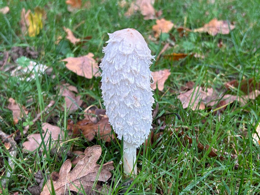 Shaggy ink cap mushroom 