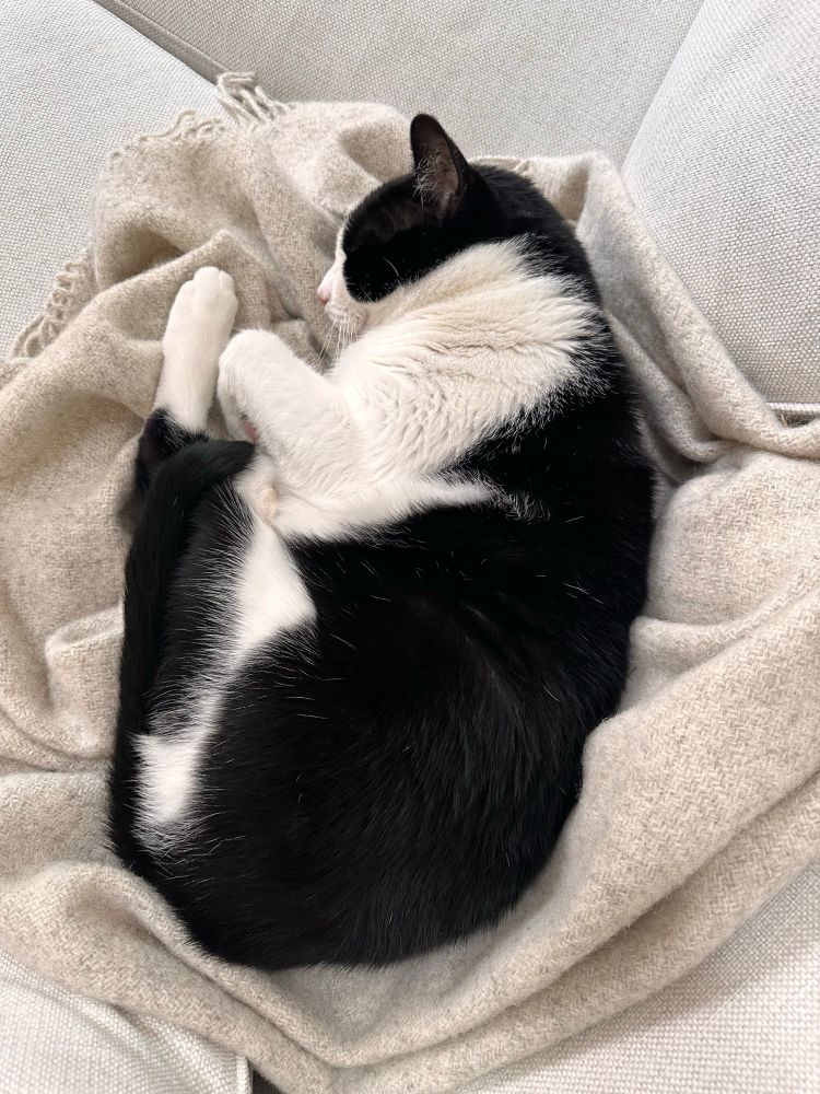 Closeup of a black and white (“tuxedo”) cat curled up on his side on an oatmeal-colored blanket on a similar-colored background