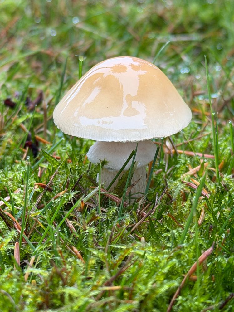 Stropharia ambigua mushroom glossy with rain, surrounded by moss and Douglas fir needles