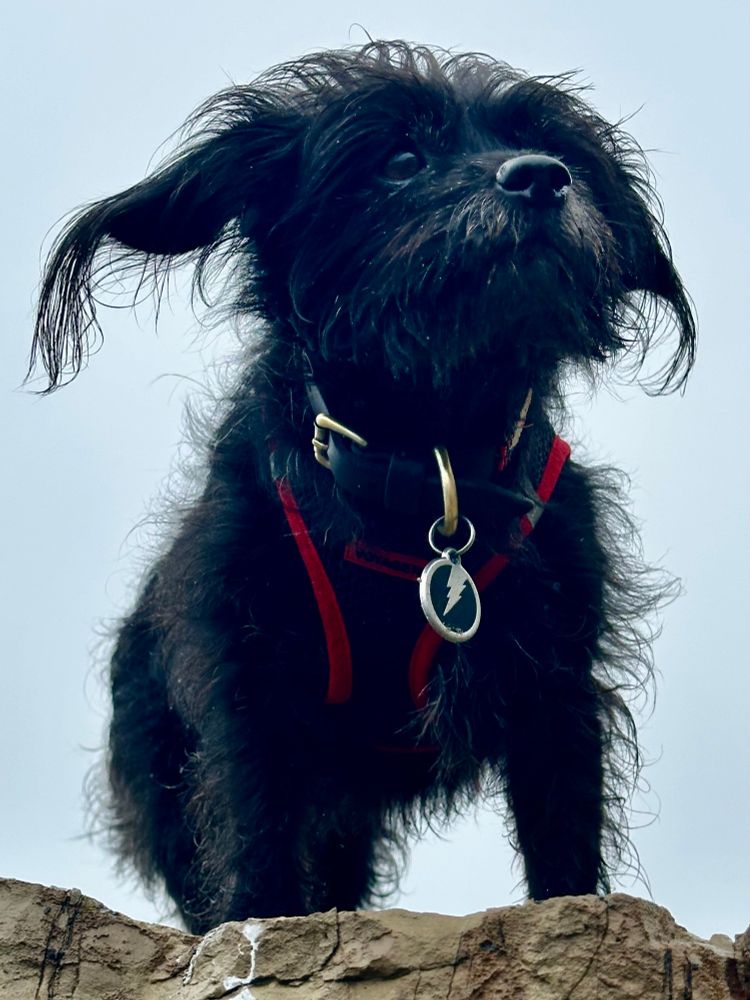 Black mixed-breed (miniature pinscher/poodle/shih tzu/chihuahua/Yorkshire terrier/dachshund) dog wearing a black mesh harness with red trim and with a black lightning-bolt tag hanging from his neck. He’s standing on a rock with gray sky behind. Photographed from below. 