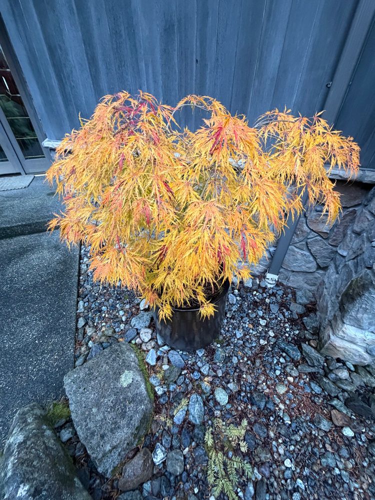 Potted Japanese maple with gold leaves in front of a grey building. The pot is on gravel with small boulders and large rocks nearby. 