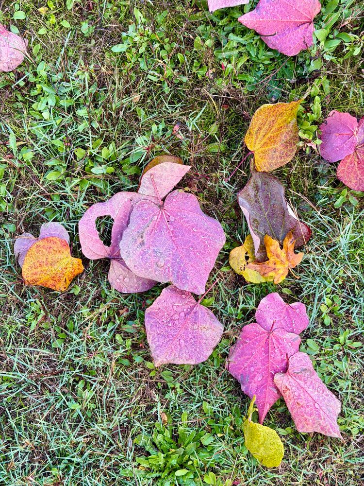 Fallen leaves in gold, orange, chartreuse, scarlet, and pinkish and purplish reds, on a background of grass and lawn weeds. Droplets of water appear on some of the leaves. 