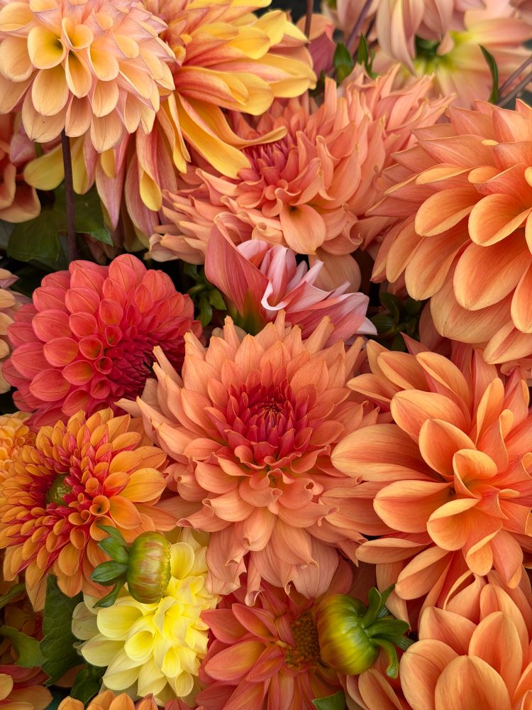Orange, pink, and yellow dahlia blossoms