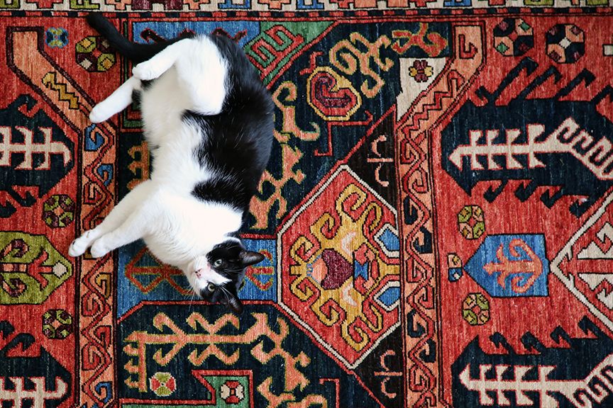 Black and white cat on an oriental carpet in blue, green, red, yellow, pink white, and black