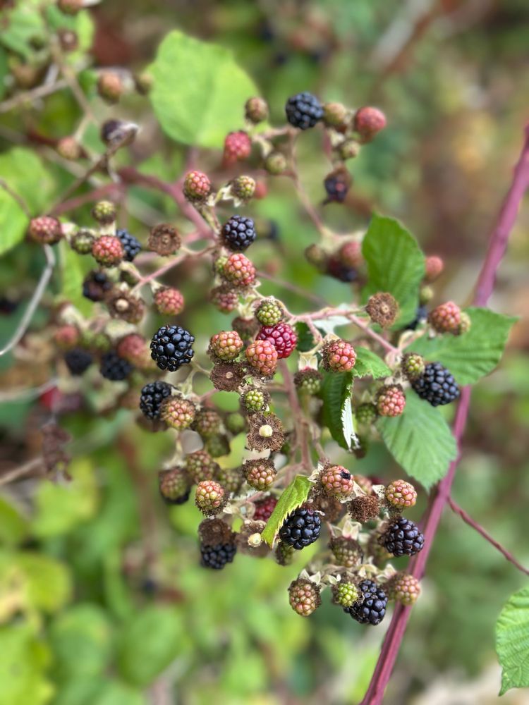 Blackberries of various ripenesses and colors—black, wine, pink, green, white—on the vine, with green leaves