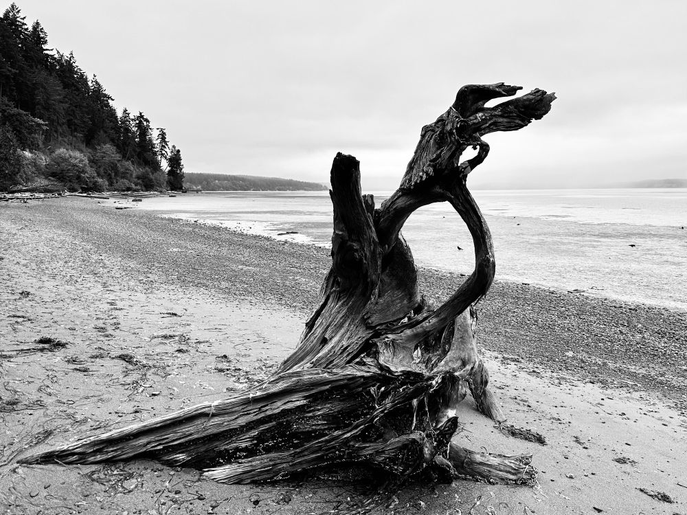 Black-and-white image of what appears to be the stump and partial roots of a tree, on its side, partially buried in sand, on a beach, with a hillside covered in conifers rising on the left in the distance, and a small part of an island extending into the water on the right