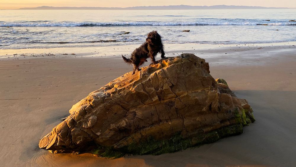 Small black dog standing on a big rock, looking over his shoulder. The rock juts out of a sandy beach with the Pacific Ocean in the background, with Santa Cruz Island peeking above the horizon in the distance.