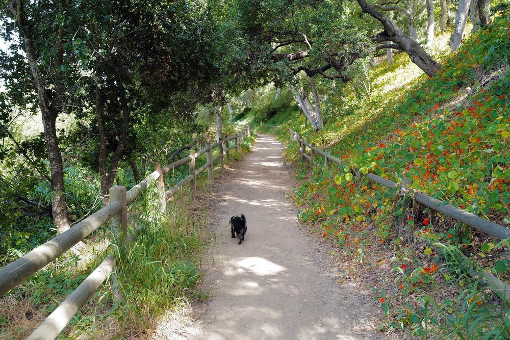 Small black dog on a dirt path lined by log fences on each side. The hillside rising from the right side of the path is covered with nasturtiums. Branches of live oaks and other trees overhang the path.