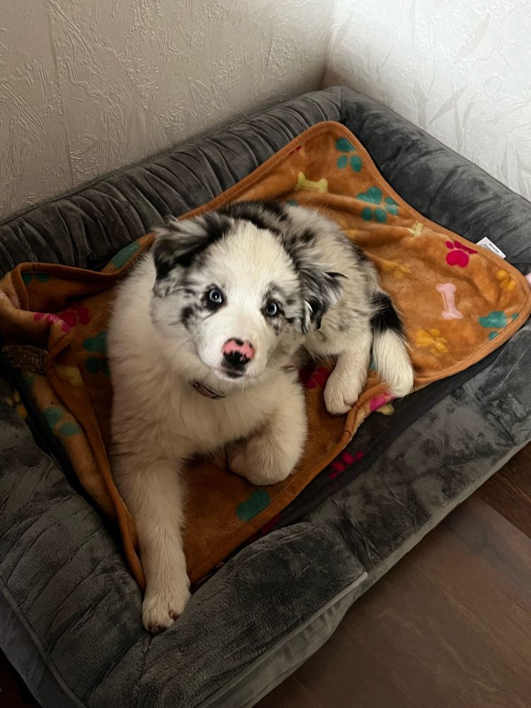 Small Australian shepherd Puppy lying on a blanket - looking into the camera