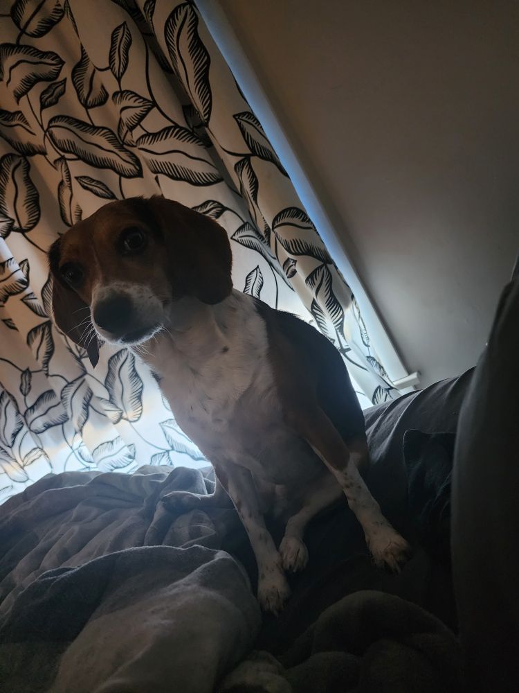 A beagle named Muffin sits in bed, looking down at the camera. She has a weird sideways sit where one back leg is off to the side and the other one is tucked beneath her.