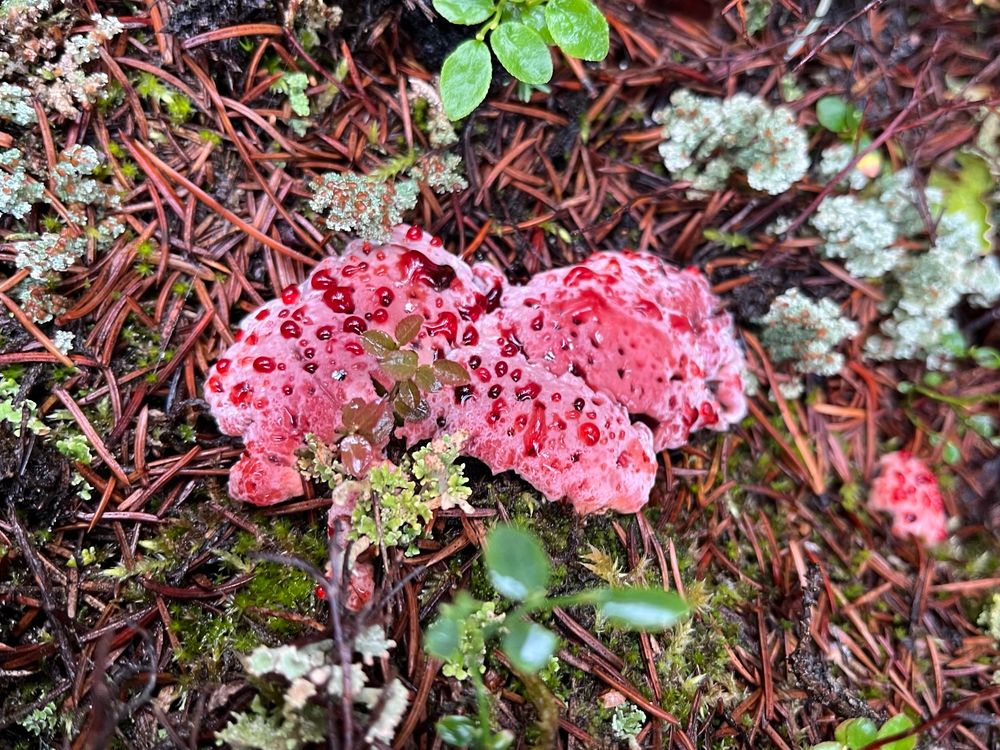 Pinkish mushroom with red juice oozing out of spots on the cap surrounded by tree needles and a few small lichens. 