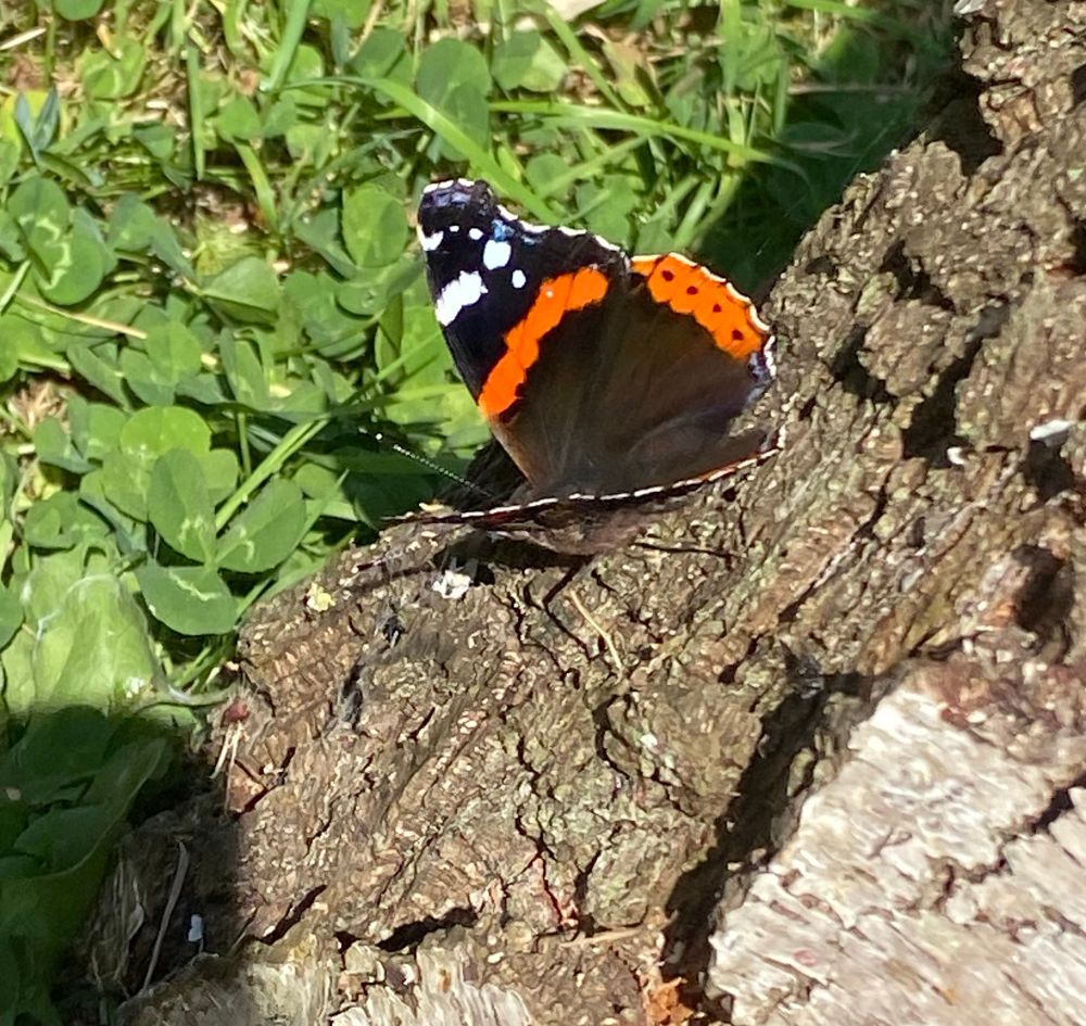 A red admiral butterfly on a tree, at least I think it’s a red admiral 