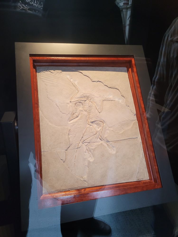 Archaeopteryx fossil