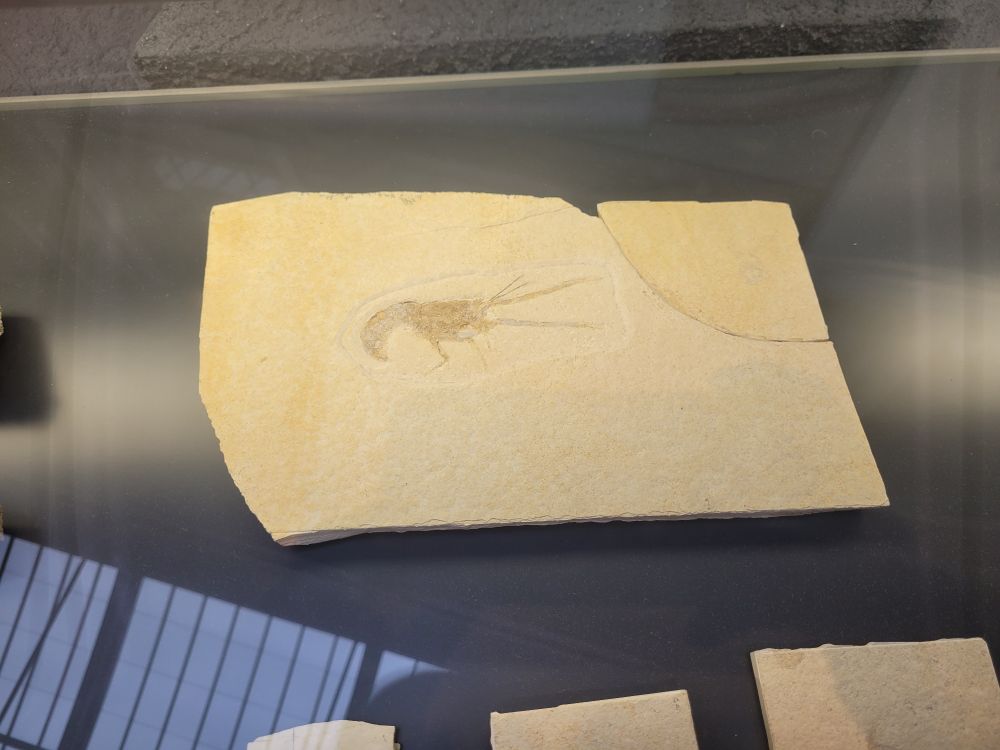 Shrimp fossil