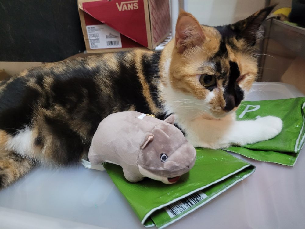 A calico cat with one yellow right eye lying next to a small stuffed hippo