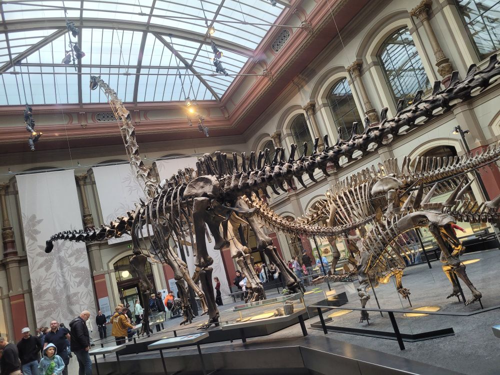 Giant dino skeletons 