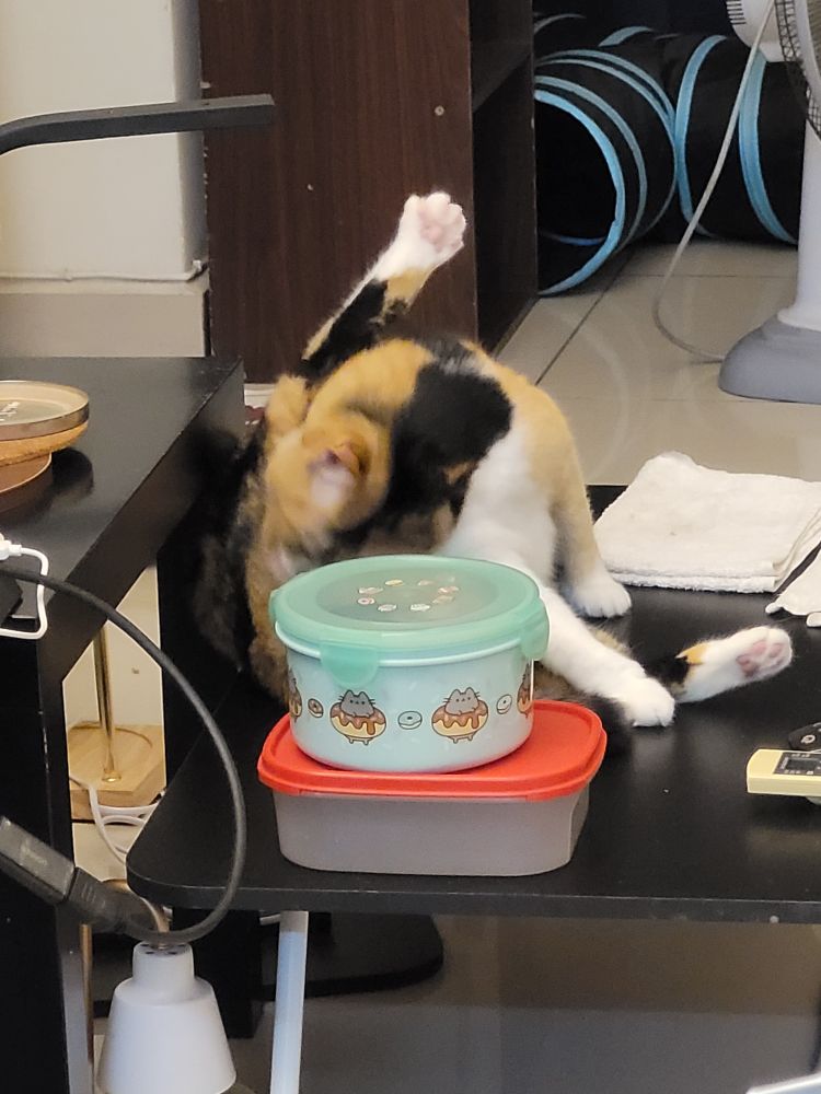 A calico cat grooming herself while one of her hind legs is up in the air looking like a turkey leg
