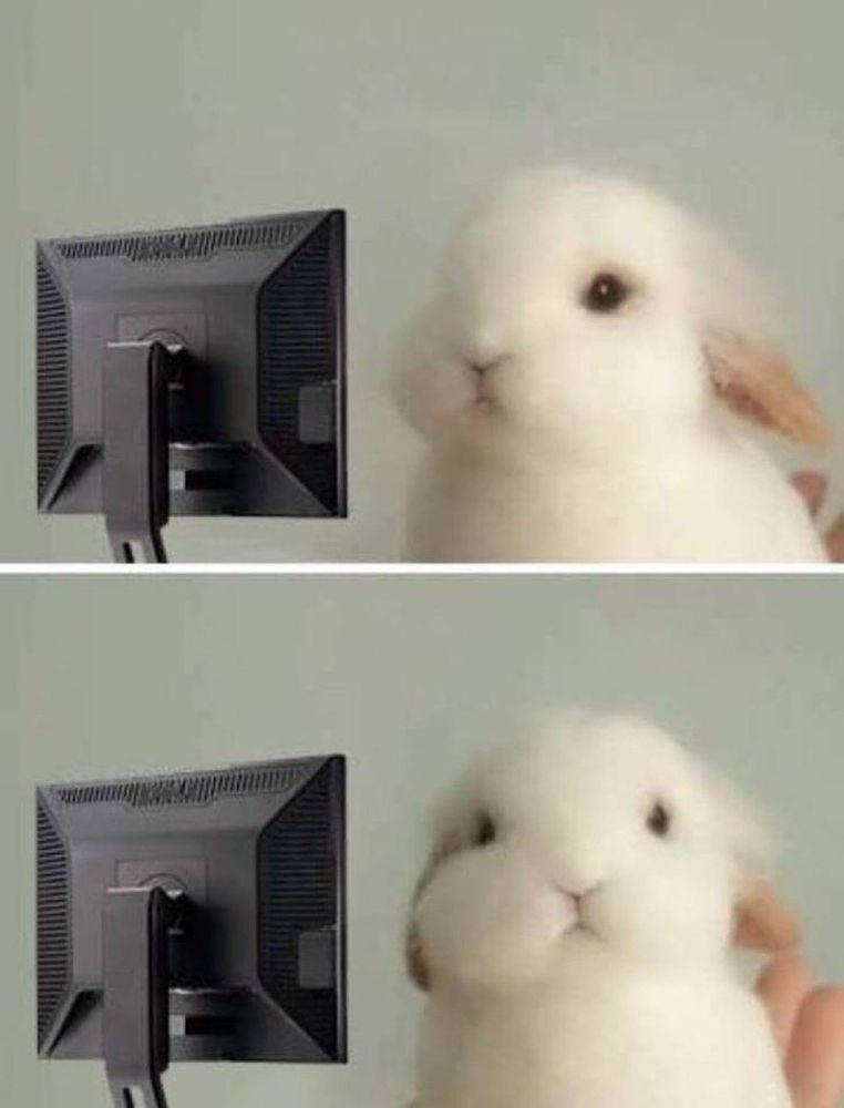 Bunny looking at a computer screen and then directly at the camera as though to say "wtf is this I have just seen" 