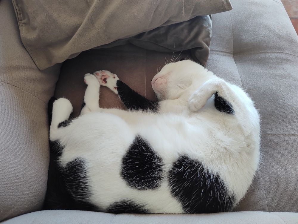 Um gato dormindo todo jogado.