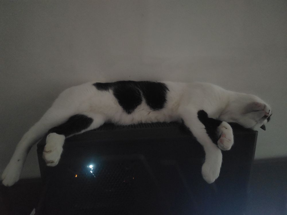 Uma gata branca com manchas pretas dorme em cima do gabinete de um computador ligado.