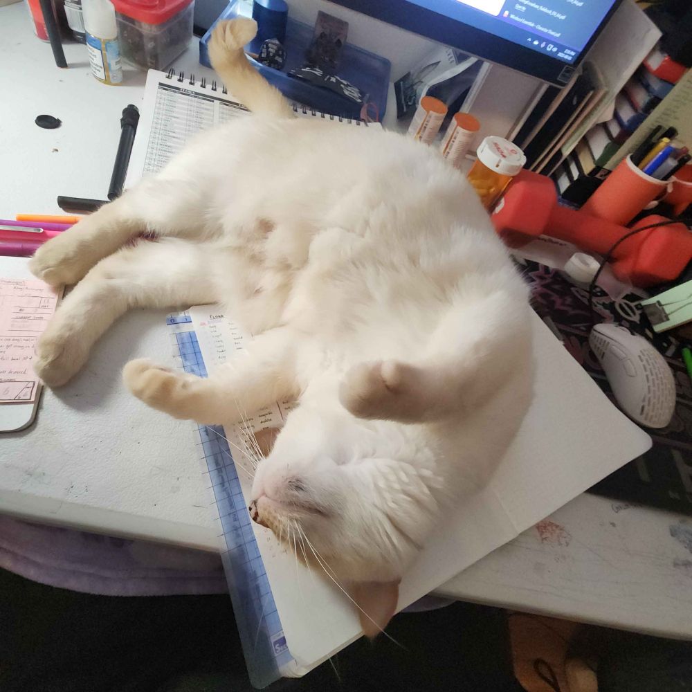 Flame point siamese cat (white with orange accents) rolling all over open note books that my husband was working on. 