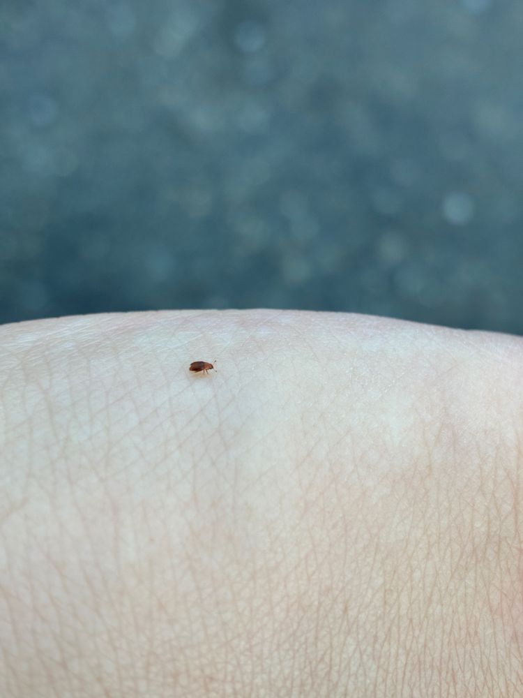 Very tiny beetle
